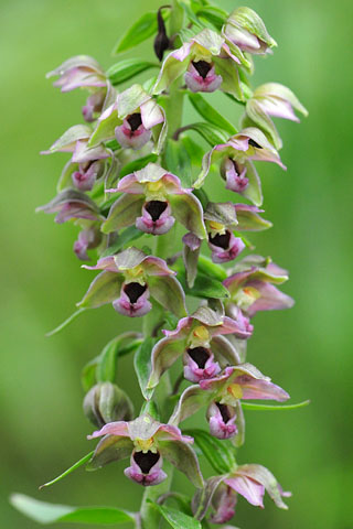 Epipactis helleborine