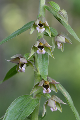 Epipactis helleborine