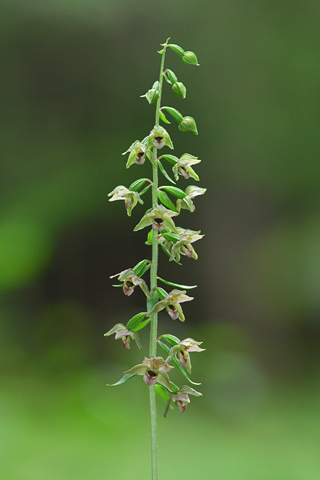 Epipactis helleborine