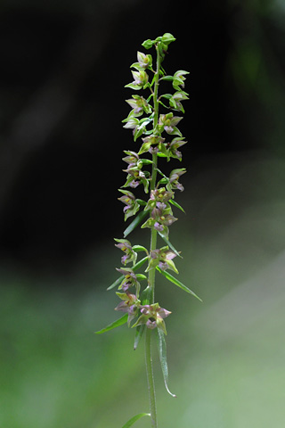 Epipactis helleborine