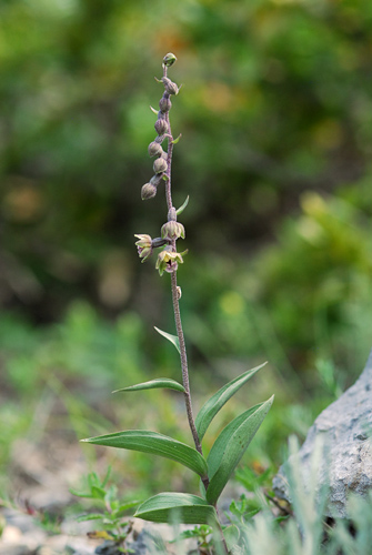 Epipactis kleinii