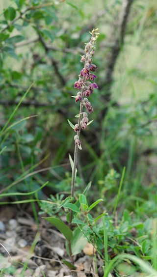 Epipactis kleinii