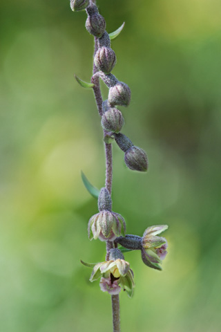 Epipactis kleinii