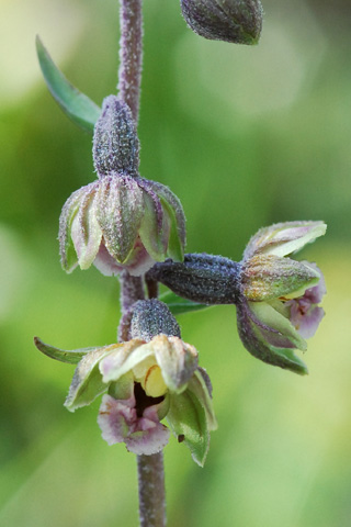 Epipactis kleinii