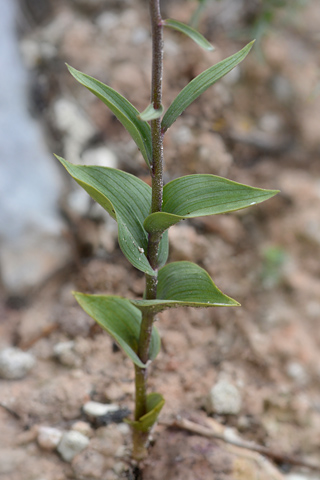 Epipactis kleinii