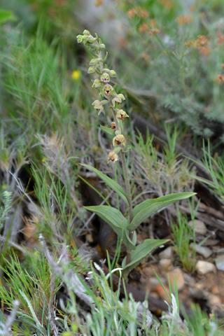 Epipactis kleinii