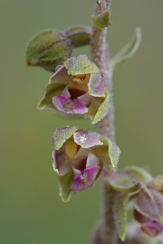 Epipactis kleinii