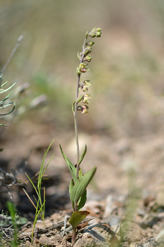Epipactis kleinii