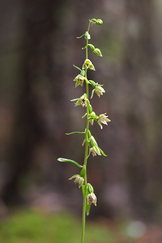 Epipactis leptochila