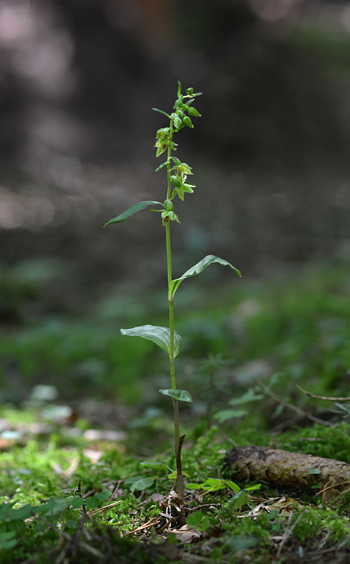 Epipactis leptochila