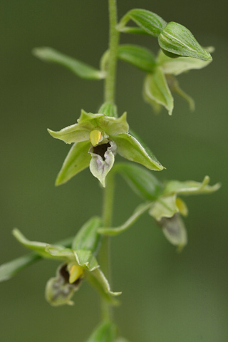 Epipactis leptochila