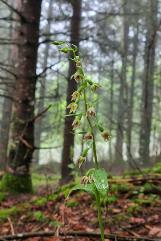 Epipactis leptochila