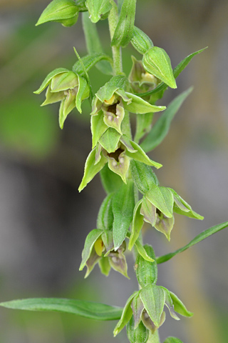 Epipactis leptochila