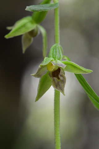 Epipactis leptochila