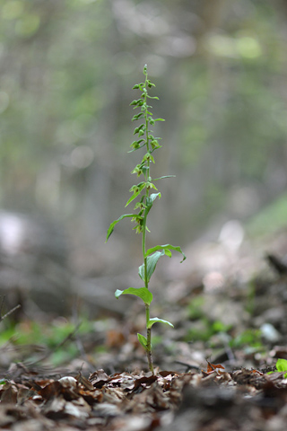 Epipactis leptochila