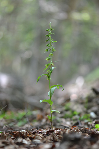 Epipactis leptochila