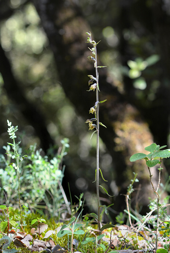 Epipactis microphylla