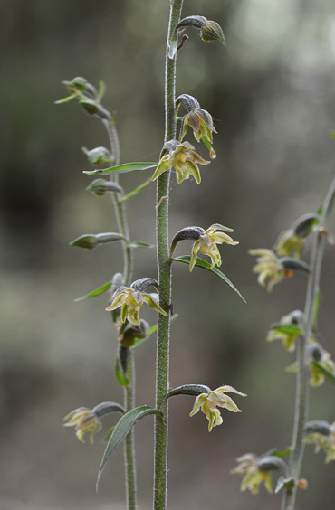 Epipactis microphylla