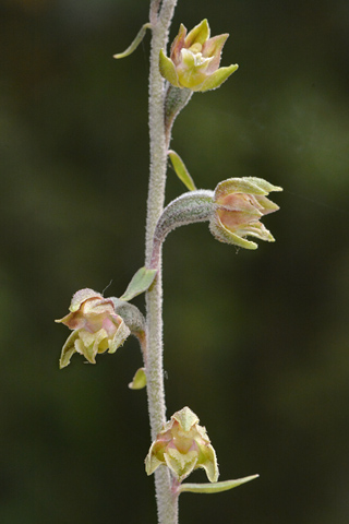 Epipactis microphylla