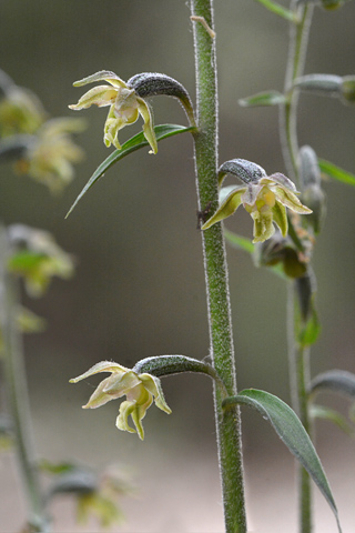 Epipactis microphylla