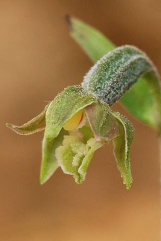 Epipactis microphylla