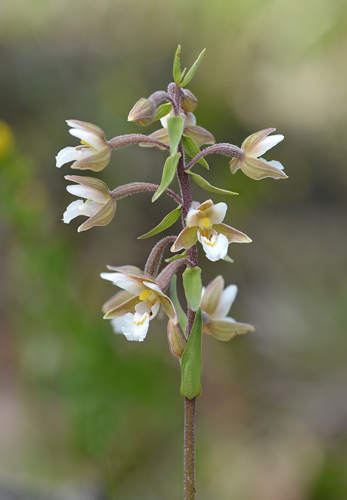 Epipactis palustris