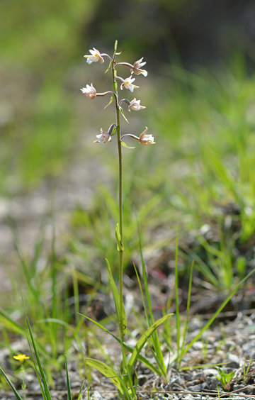 Epipactis palustris