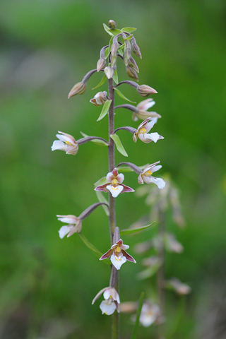 Epipactis palustris