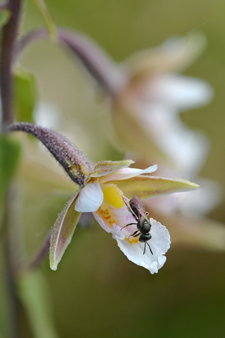 Epipactis palustris