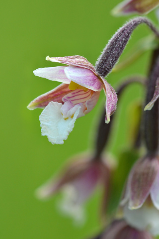 Epipactis palustris