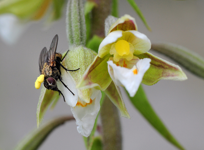 Epipactis palustris