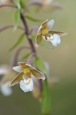 Epipactis palustris