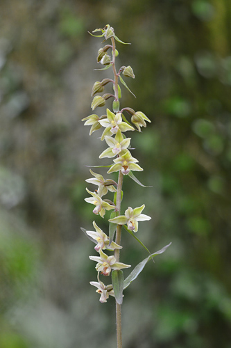 Epipactis purpurata