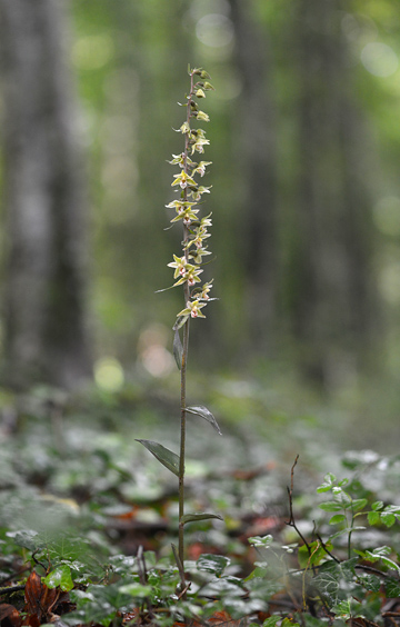 Epipactis purpurata