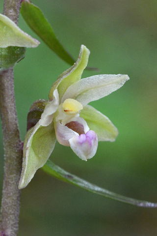 Epipactis purpurata