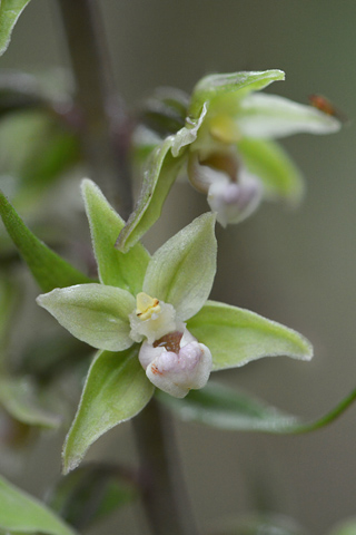 Epipactis purpurata