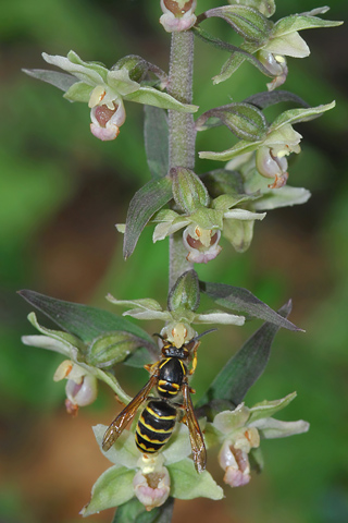 Epipactis purpurata