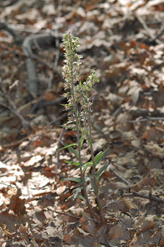 Epipactis purpurata