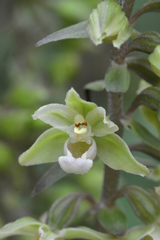 Epipactis purpurata