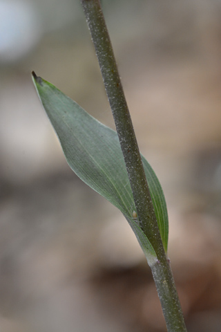 Epipactis purpurata