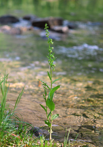 Epipactis rhodanensis