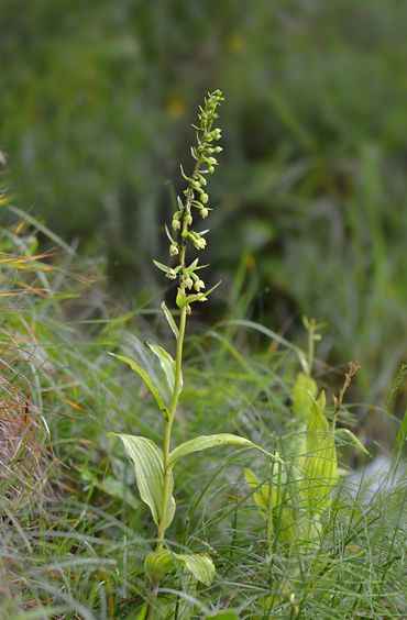 Epipactis rhodanensis