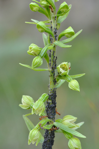 Epipactis rhodanensis