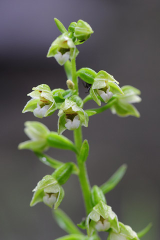 Epipactis rhodanensis