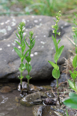 Epipactis rhodanensis