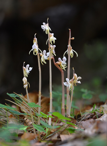 Epipogium aphyllum