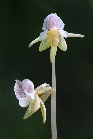 Epipogium aphyllum