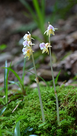 Epipogium aphyllum