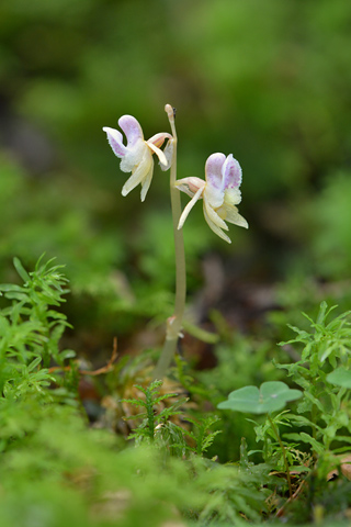 Epipogium aphyllum