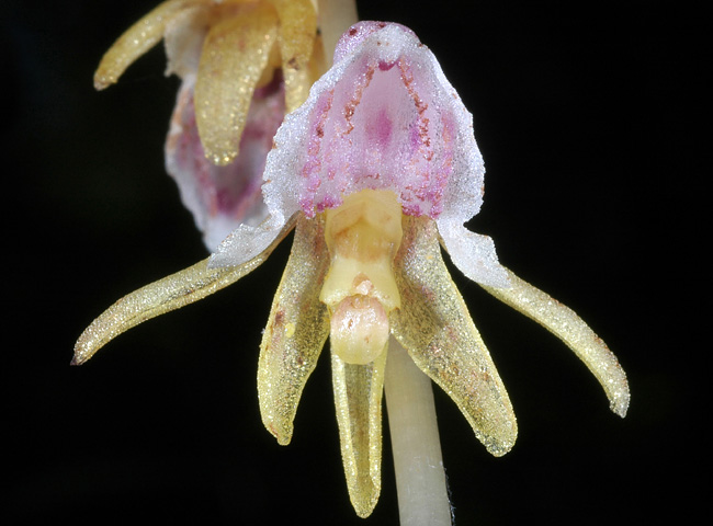 Epipogium aphyllum